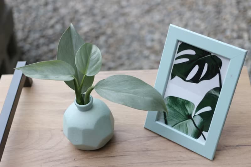 水培植栽│銀劍蔓綠絨_室內植物 磨砂陶瓷幾何花瓶 淺藍