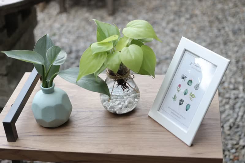 水培植栽│銀劍蔓綠絨_室內植物 磨砂陶瓷幾何花瓶 淺藍