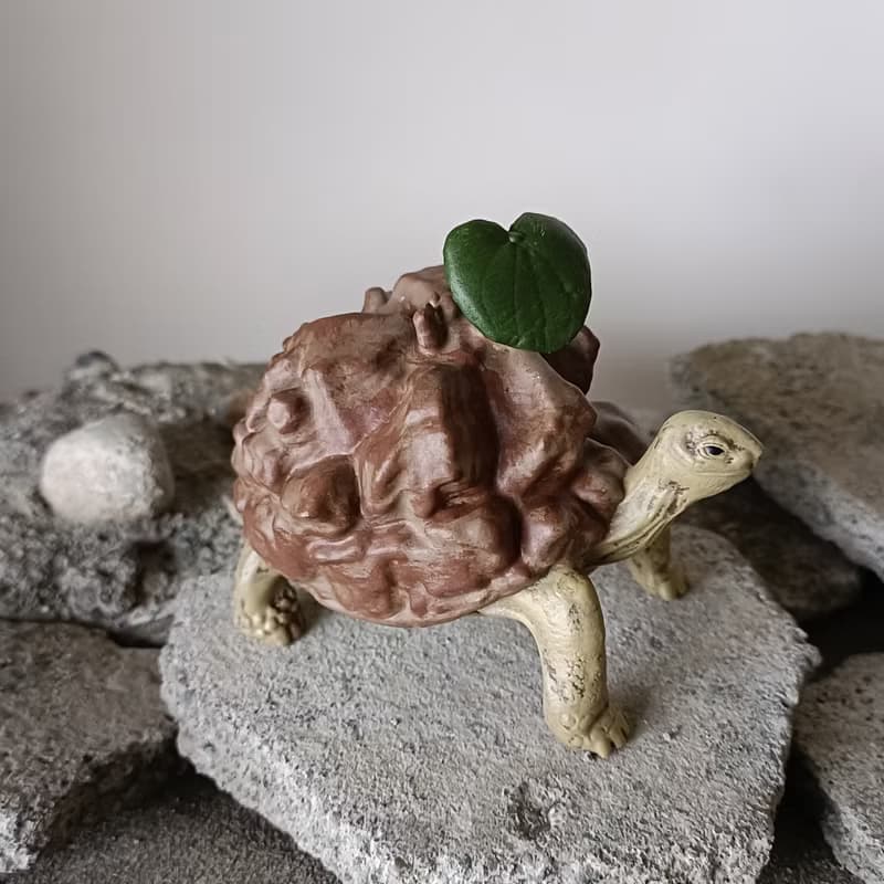 蘇卡達南非龜甲龍象龜