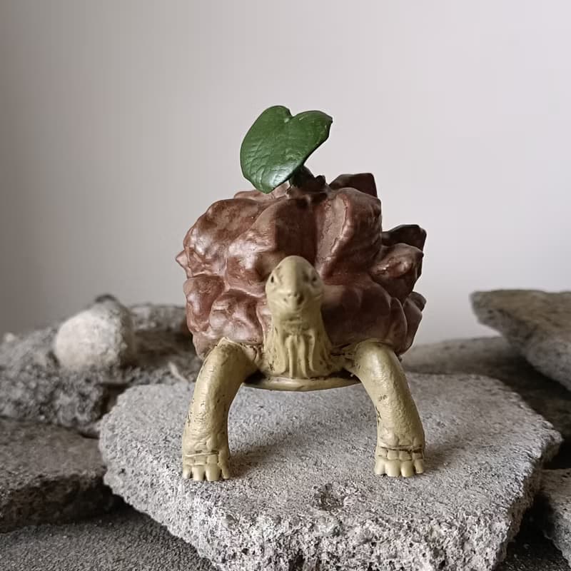 蘇卡達南非龜甲龍象龜