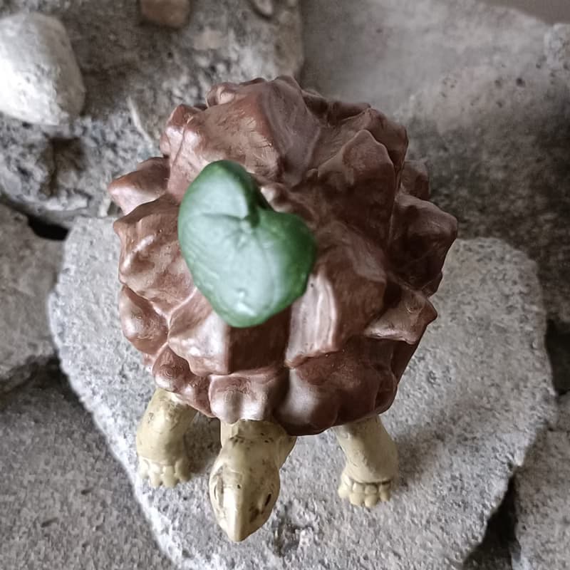 蘇卡達南非龜甲龍象龜