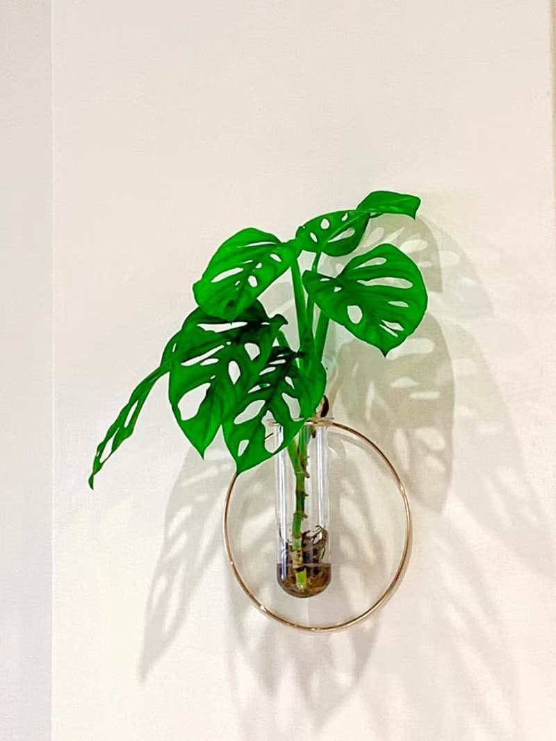 水培植栽│隨意搭植物鐵架壁掛_室內植物 辦公室盆栽  店內擺設