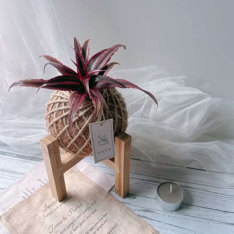 小苔球 姬鳳梨 植栽