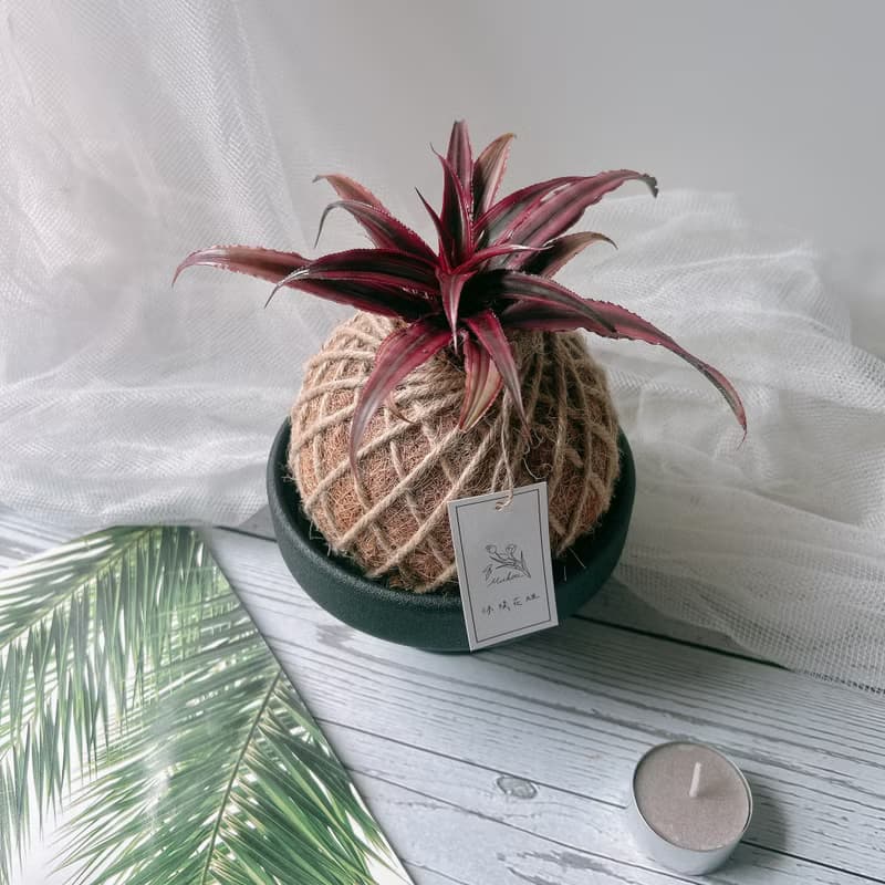 小苔球 姬鳳梨 植栽