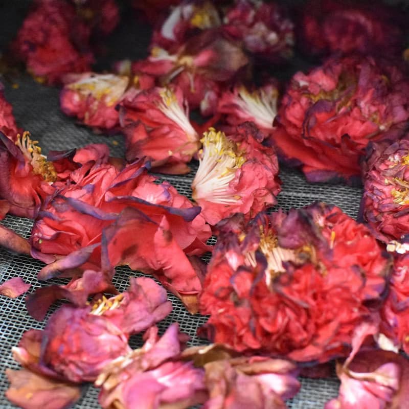 【百二歲】花茶系列 / 冷泡茶 / 茶包  - 玫瑰烏龍茶包 15入