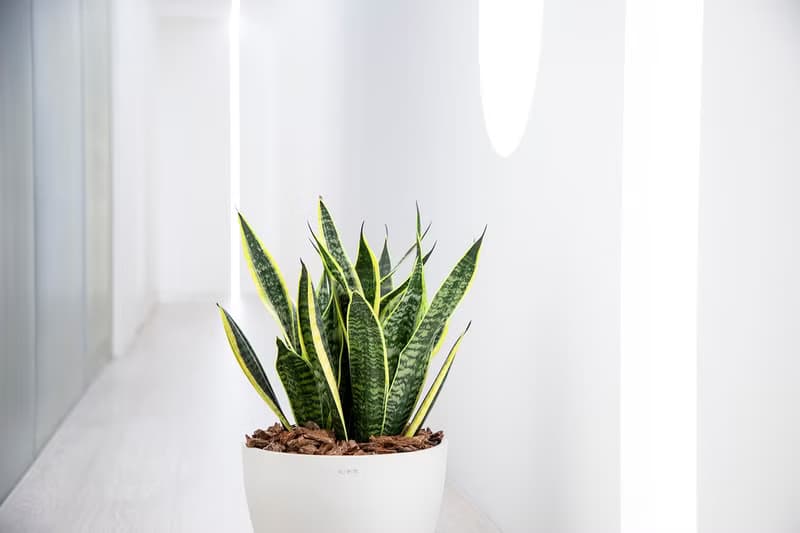 【室內盆栽】虎尾蘭盆栽 (大) 觀葉植物 盆栽 開幕送禮 喬遷送禮