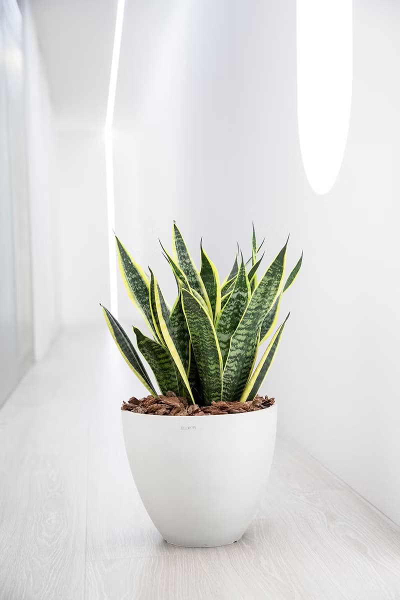 【室內盆栽】虎尾蘭盆栽 (大) 觀葉植物 盆栽 開幕送禮 喬遷送禮