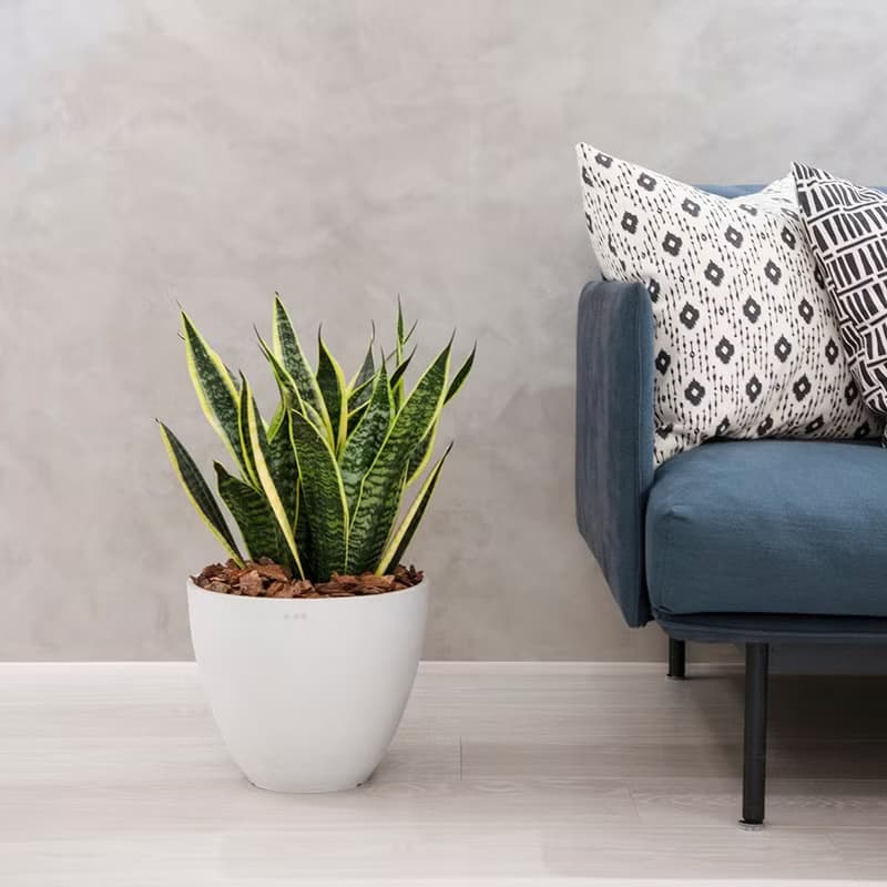 【室內盆栽】虎尾蘭盆栽 (大) 觀葉植物 盆栽 開幕送禮 喬遷送禮