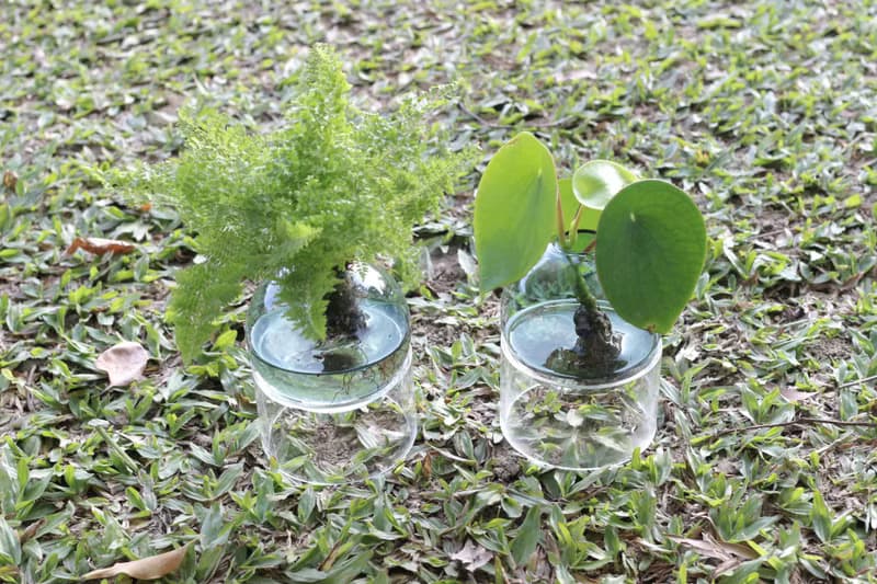 水培植栽│荷葉椒草_室內植物 辦公室盆栽 店內擺設 送禮