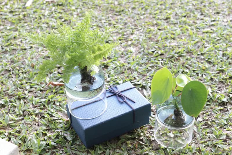水培植栽│荷葉椒草_室內植物 辦公室盆栽 店內擺設 送禮