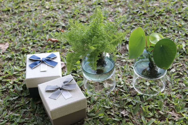水培植栽│荷葉椒草_室內植物 辦公室盆栽 店內擺設 送禮