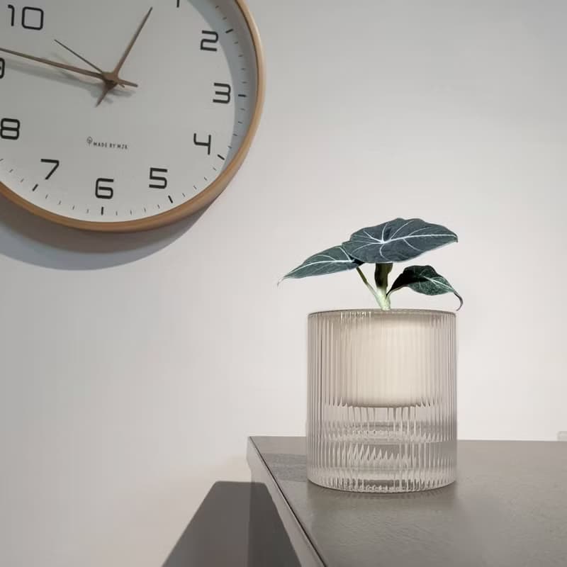 植栽 室內盆栽 黑絲絨觀音蓮 懶人盆栽