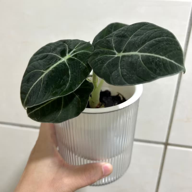 植栽 室內盆栽 黑絲絨觀音蓮 懶人盆栽