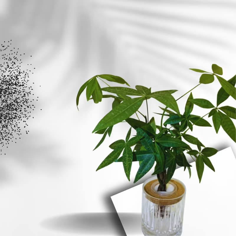 現貨 蕨美植栽 室內網美植栽辦公室水耕植栽-發財樹+輕奢玻璃瓶