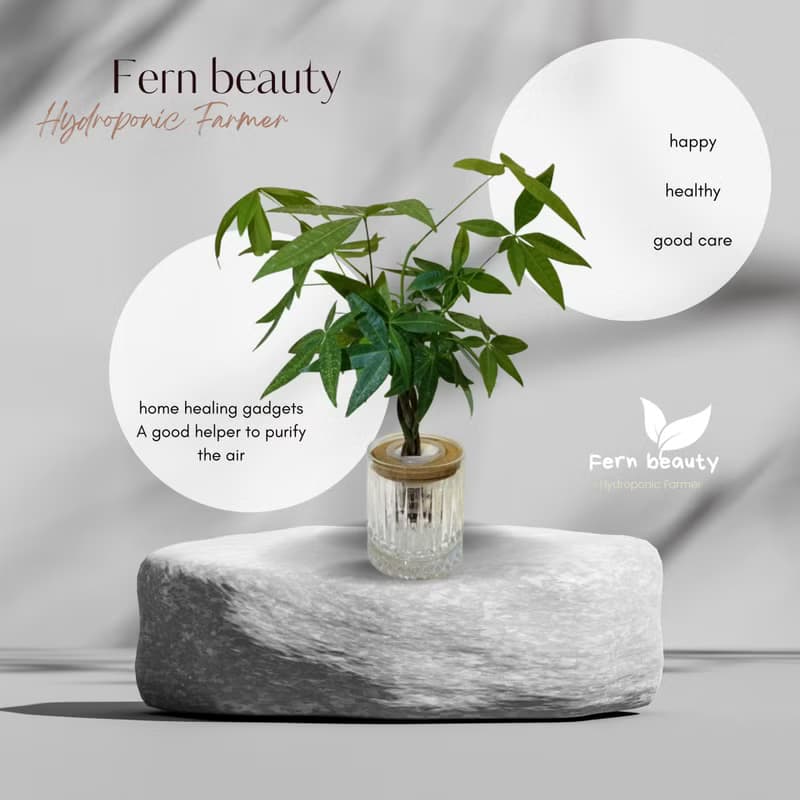 現貨 蕨美植栽 室內網美植栽辦公室水耕植栽-發財樹+輕奢玻璃瓶