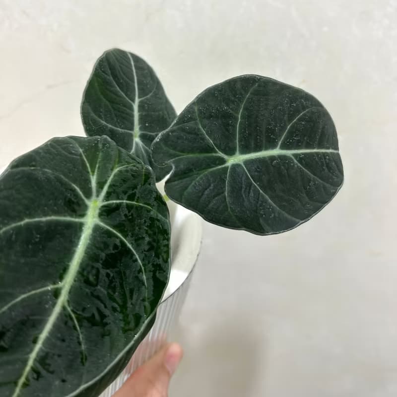 植栽 室內盆栽 黑絲絨觀音蓮 水泥盆栽