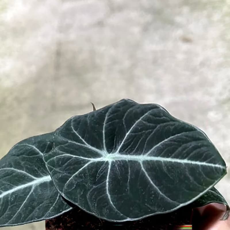 植栽 室內盆栽 黑絲絨觀音蓮 水泥盆栽