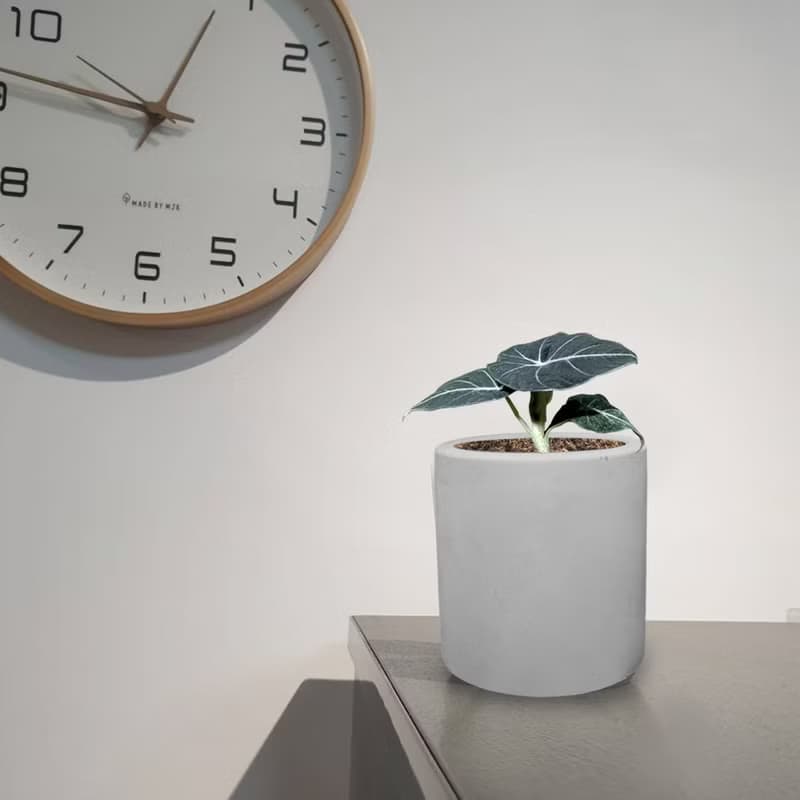 植栽 室內盆栽 黑絲絨觀音蓮 水泥盆栽