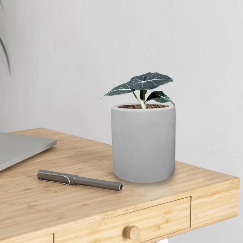 植栽 室內盆栽 黑絲絨觀音蓮 水泥盆栽