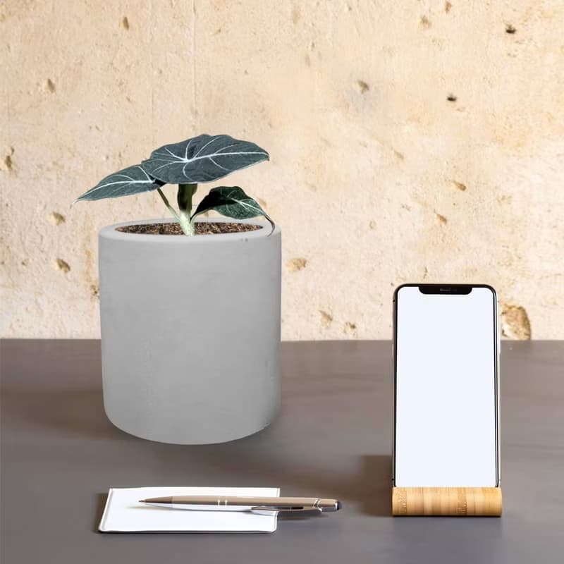 植栽 室內盆栽 黑絲絨觀音蓮 水泥盆栽