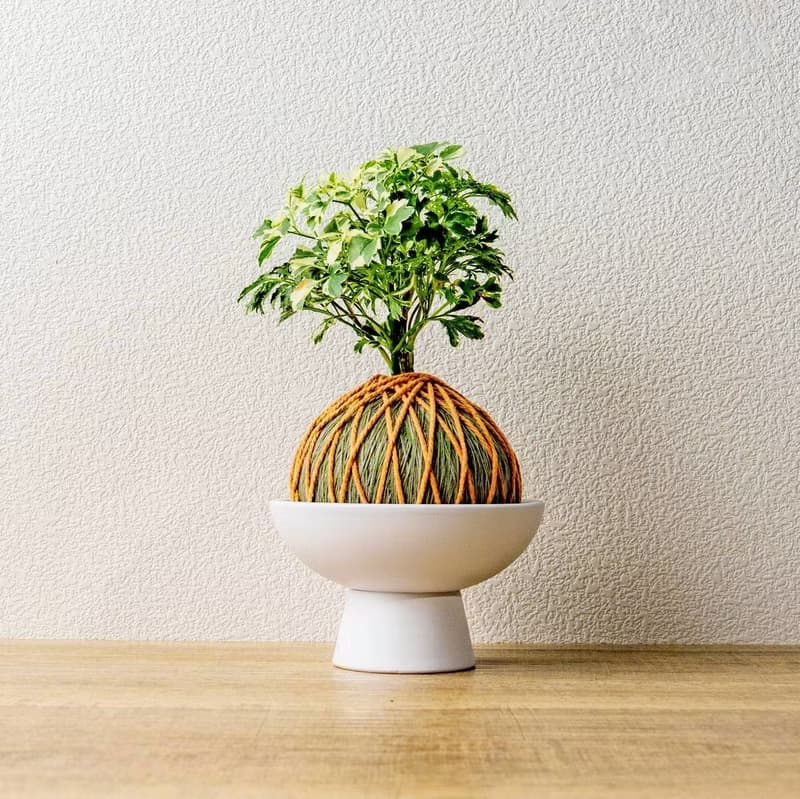 苔球植物 花葉加羽葉福祿桐苔球加磨砂高腳缽 苔球 苔玉 禮物