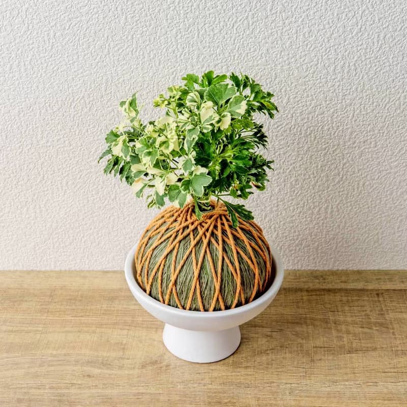 苔球植物 花葉加羽葉福祿桐苔球加磨砂高腳缽 苔球 苔玉 禮物