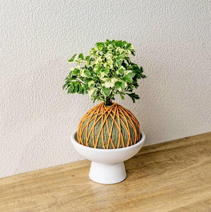 苔球植物 花葉加羽葉福祿桐苔球加磨砂高腳缽 苔球 苔玉 禮物
