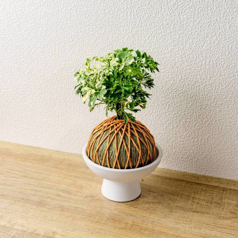 苔球植物 花葉加羽葉福祿桐苔球加磨砂高腳缽 苔球 苔玉 禮物