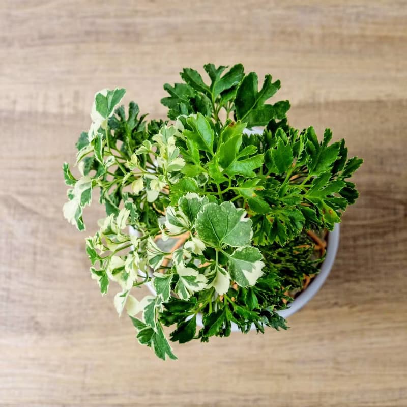 苔球植物 花葉加羽葉福祿桐苔球加磨砂高腳缽 苔球 苔玉 禮物