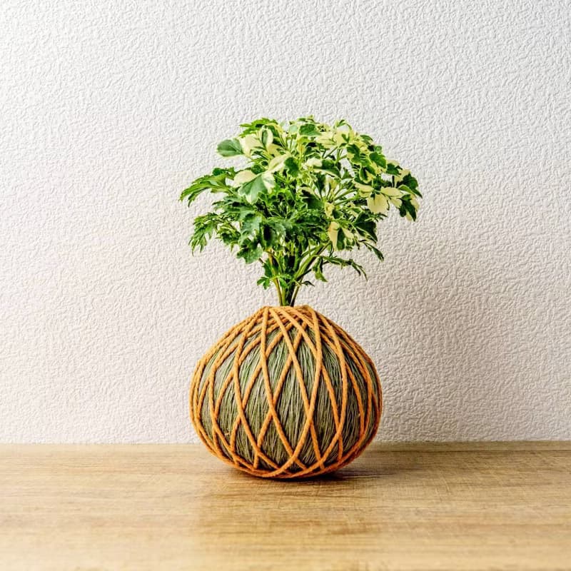苔球植物 花葉加羽葉福祿桐苔球加磨砂高腳缽 苔球 苔玉 禮物