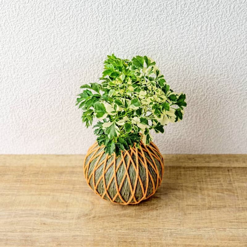 苔球植物 花葉加羽葉福祿桐苔球加磨砂高腳缽 苔球 苔玉 禮物