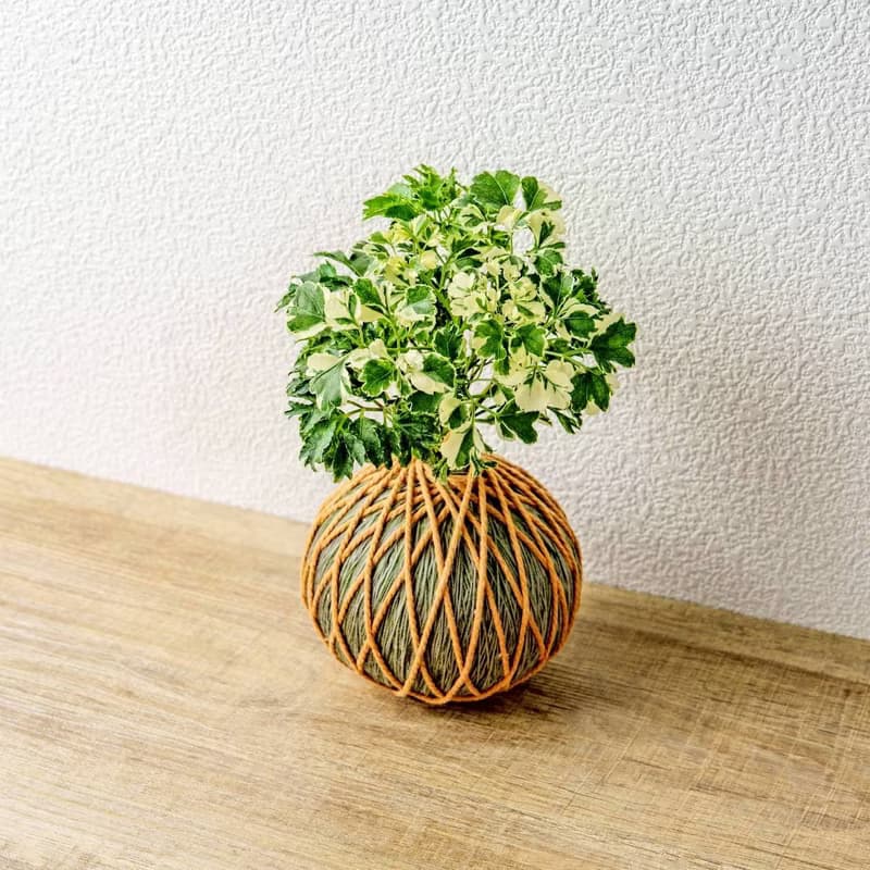 苔球植物 花葉加羽葉福祿桐苔球加磨砂高腳缽 苔球 苔玉 禮物