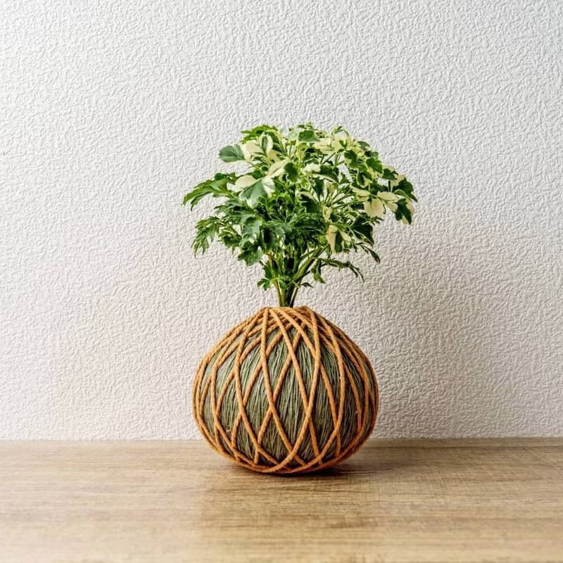 苔球植物 花葉加羽葉福祿桐苔球加磨砂高腳缽 苔球 苔玉 禮物