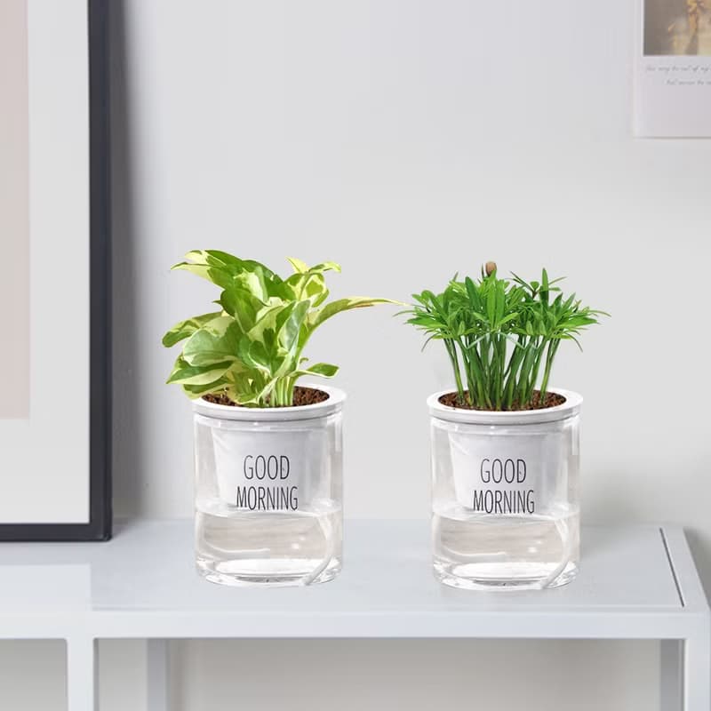 植栽 室內盆栽 羅漢松 懶人盆栽