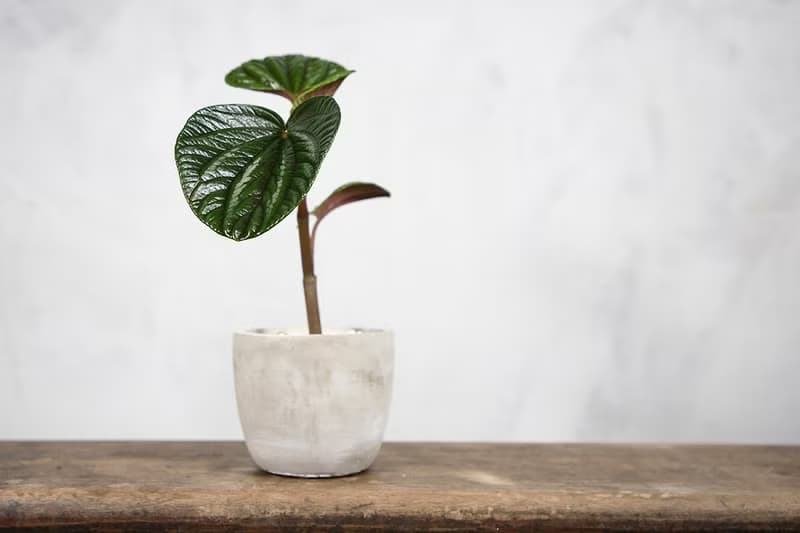 【室內盆栽】紅玉椒草盆栽 觀葉植物 盆栽 植栽 開幕盆栽 發財樹
