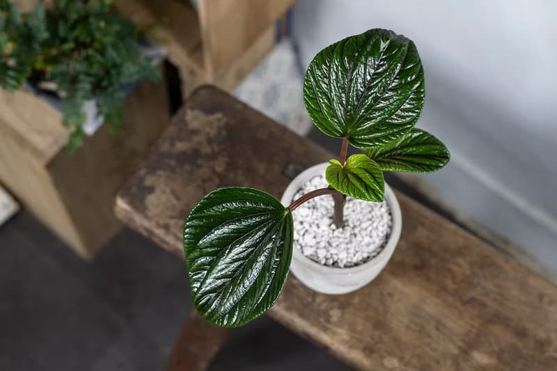 【室內盆栽】紅玉椒草盆栽 觀葉植物 盆栽 植栽 開幕盆栽 發財樹