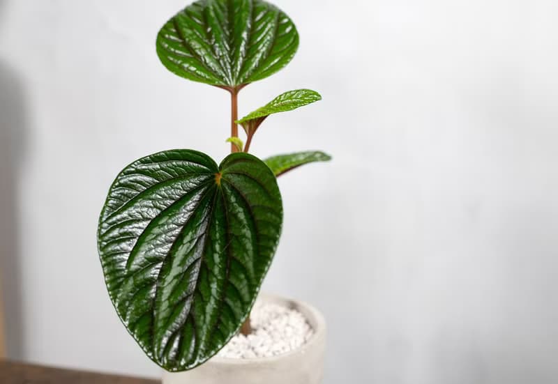 【室內盆栽】紅玉椒草盆栽 觀葉植物 盆栽 植栽 開幕盆栽 發財樹