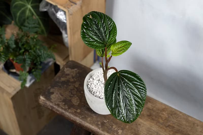 【室內盆栽】紅玉椒草盆栽 觀葉植物 盆栽 植栽 開幕盆栽 發財樹
