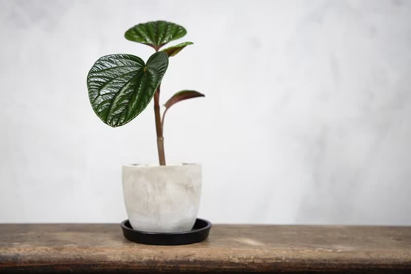 【室內盆栽】紅玉椒草盆栽 觀葉植物 盆栽 植栽 開幕盆栽 發財樹