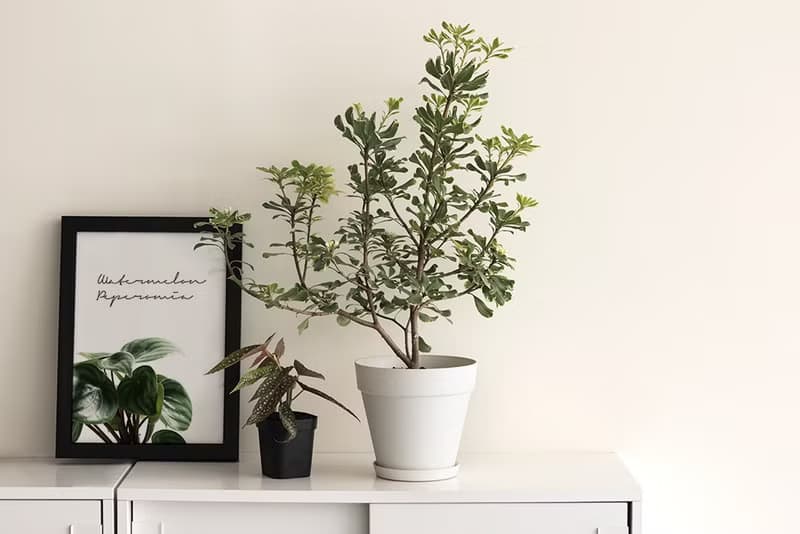 Variegated Pittosporum斑葉海桐大型植栽_荷蘭設計極簡霧面盆