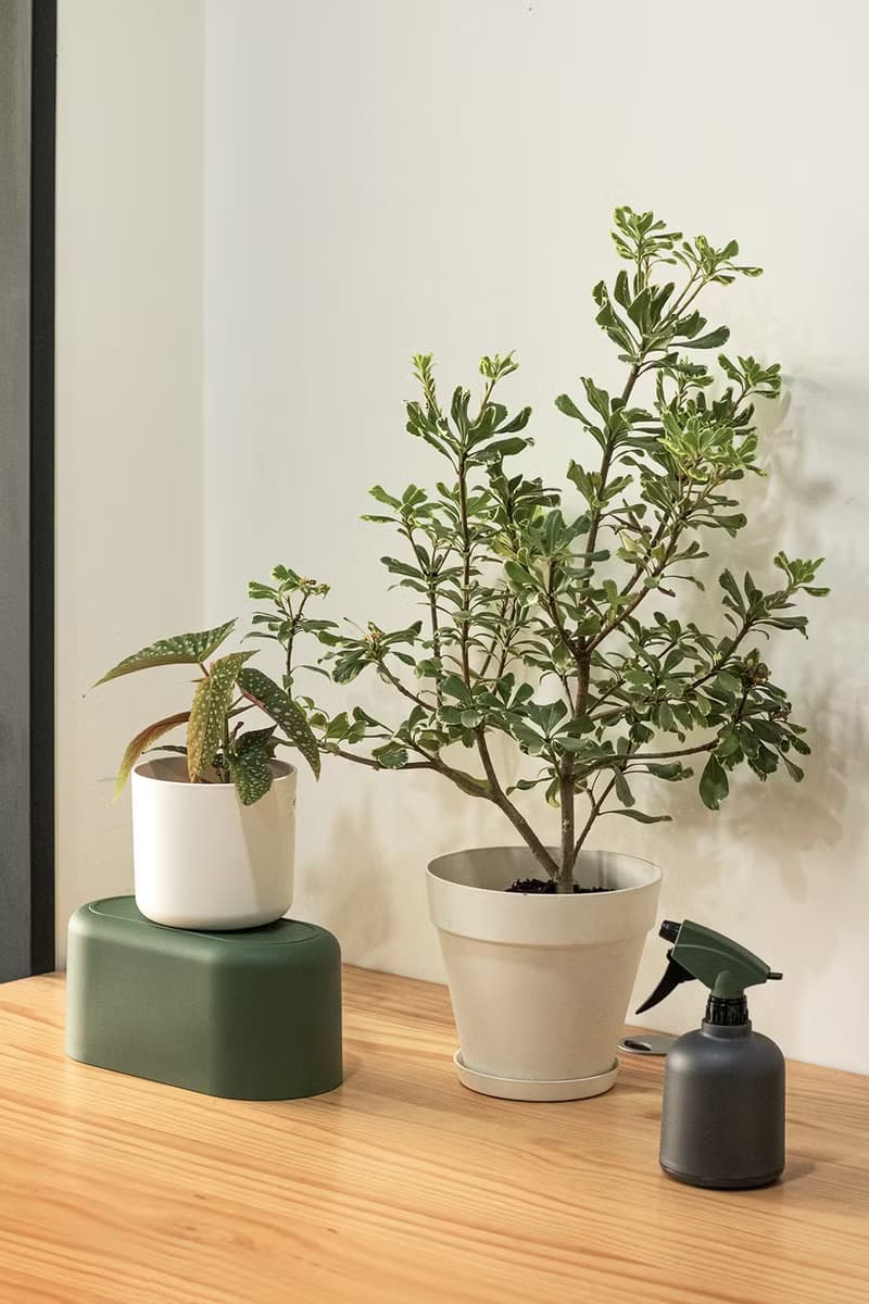 Variegated Pittosporum斑葉海桐大型植栽_荷蘭設計極簡霧面盆