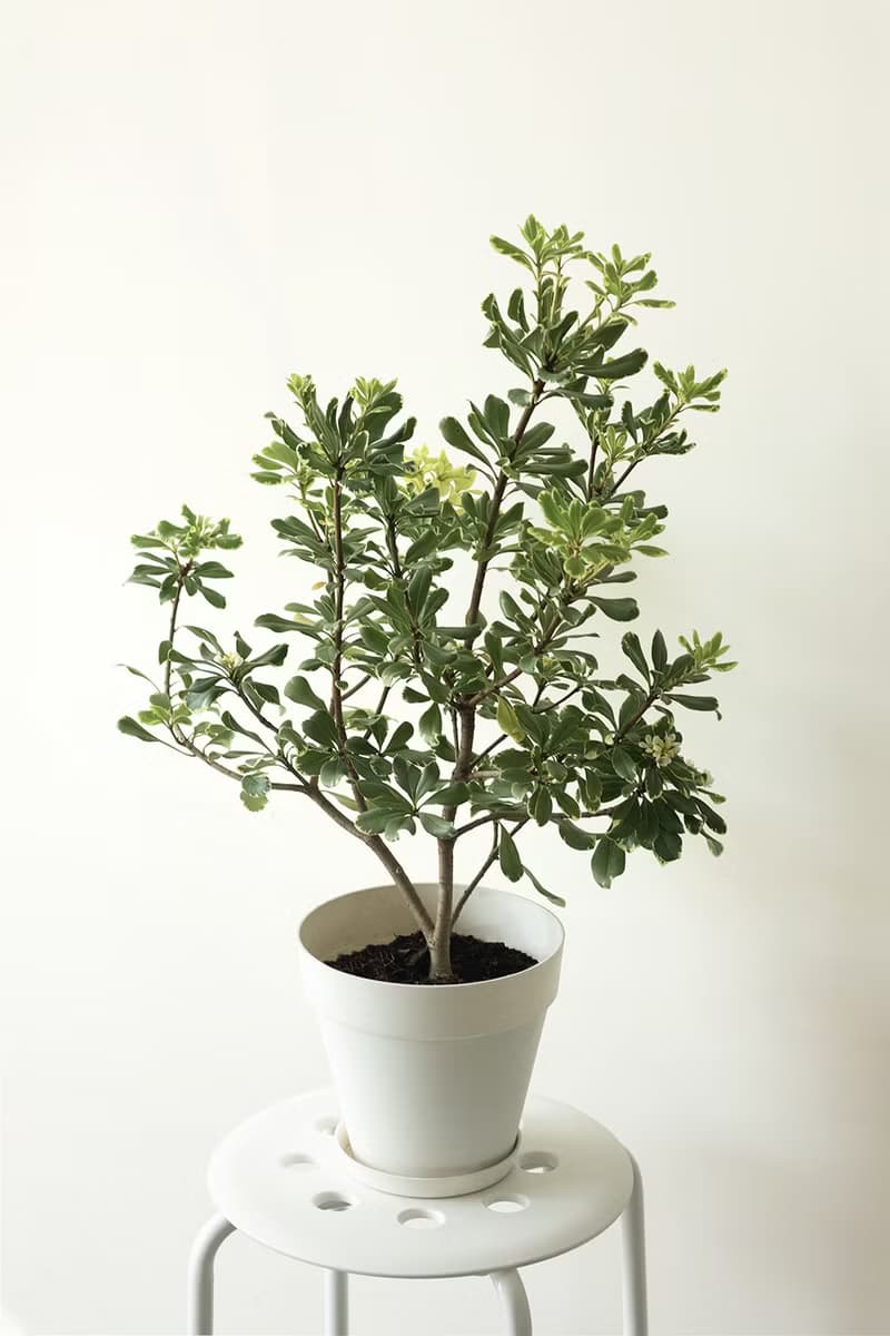 Variegated Pittosporum斑葉海桐大型植栽_荷蘭設計極簡霧面盆