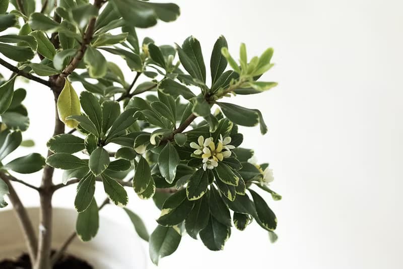 Variegated Pittosporum斑葉海桐大型植栽_荷蘭設計極簡霧面盆