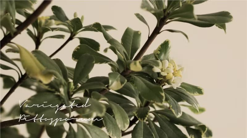 Variegated Pittosporum斑葉海桐大型植栽_荷蘭設計極簡霧面盆