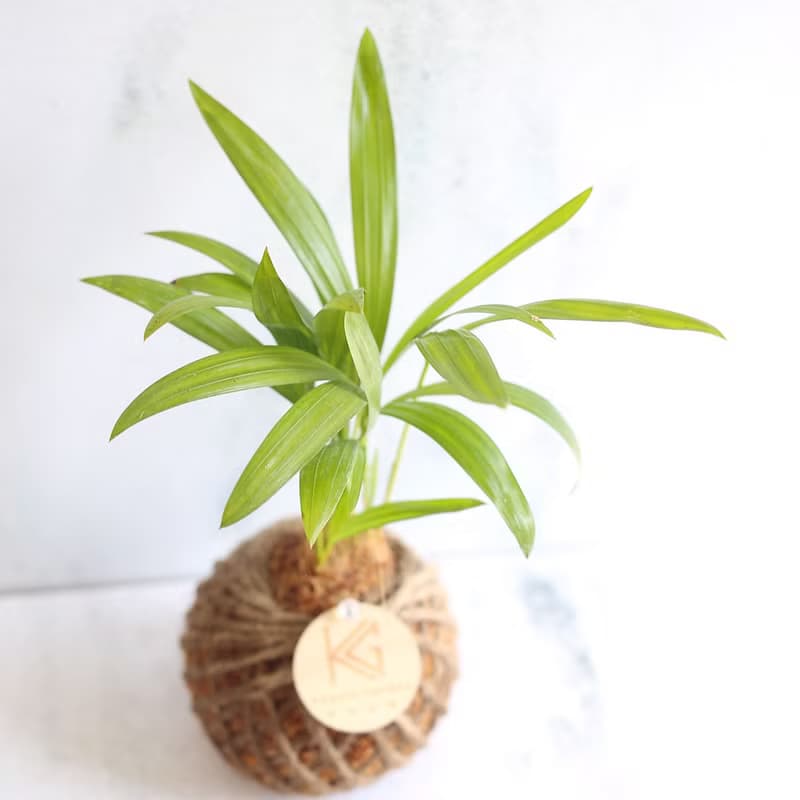 瓔珞莊園*PD43/黃椰子/苔球/聖誕節/聖誕樹/交換禮物/聖誕禮物