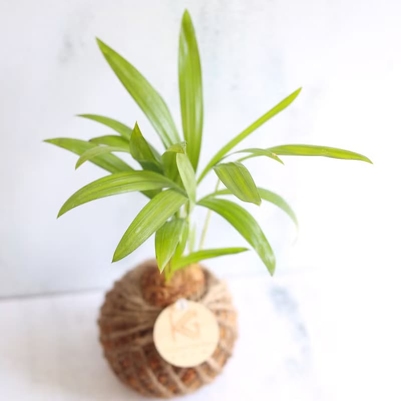 瓔珞莊園*PD43/黃椰子/苔球/聖誕節/聖誕樹/交換禮物/聖誕禮物