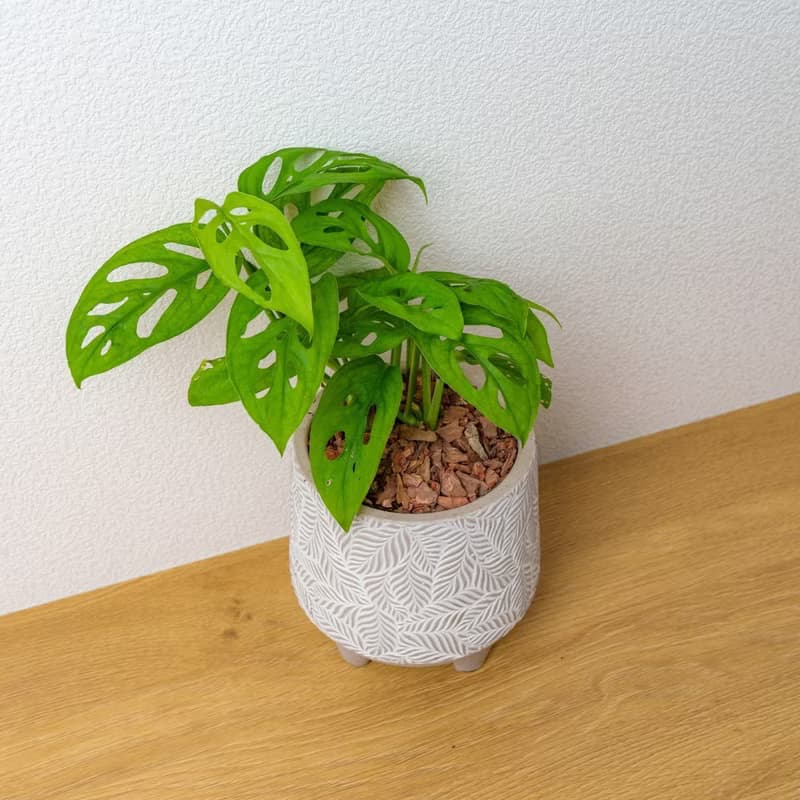 洞洞蔓綠絨 小樹葉紋 水泥盆栽 開幕送禮 喬遷禮物 植栽 盆栽