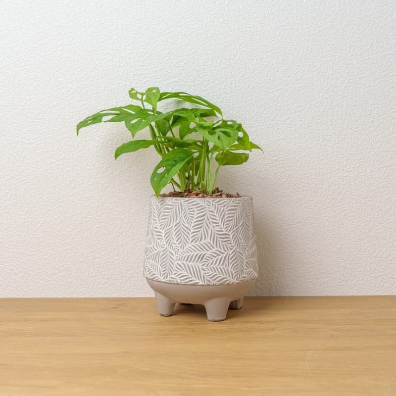洞洞蔓綠絨 小樹葉紋 水泥盆栽 開幕送禮 喬遷禮物 植栽 盆栽