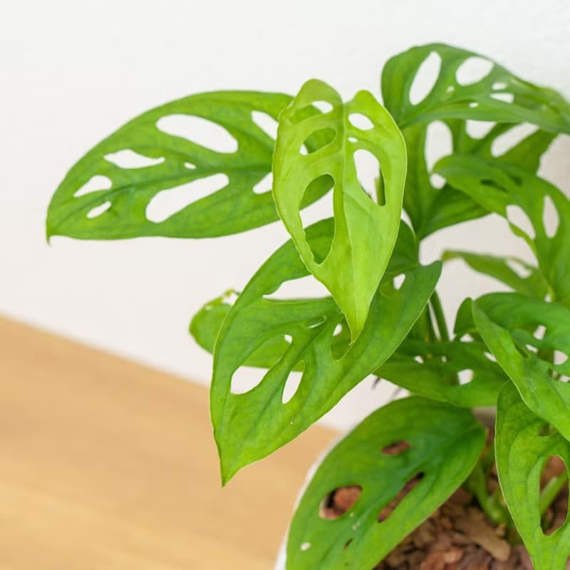 洞洞蔓綠絨 小樹葉紋 水泥盆栽 開幕送禮 喬遷禮物 植栽 盆栽