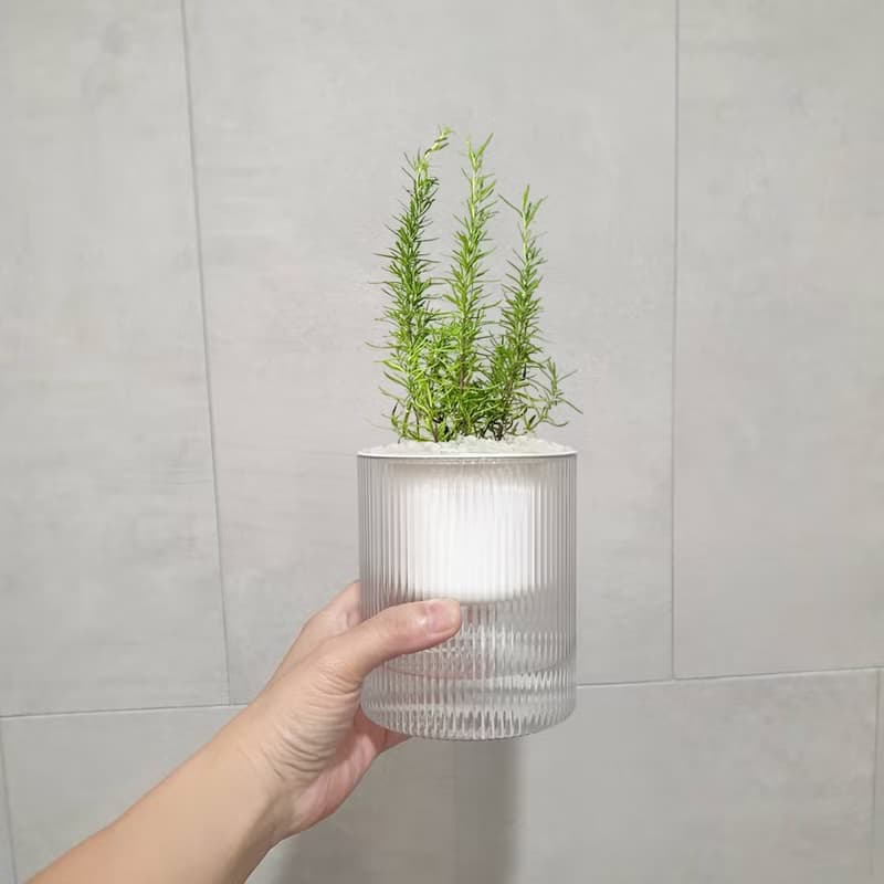 迷迭香 香草植物 盆栽
